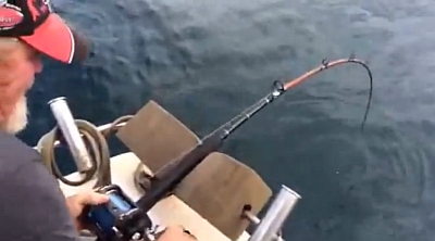 Video: Shark steals fish!